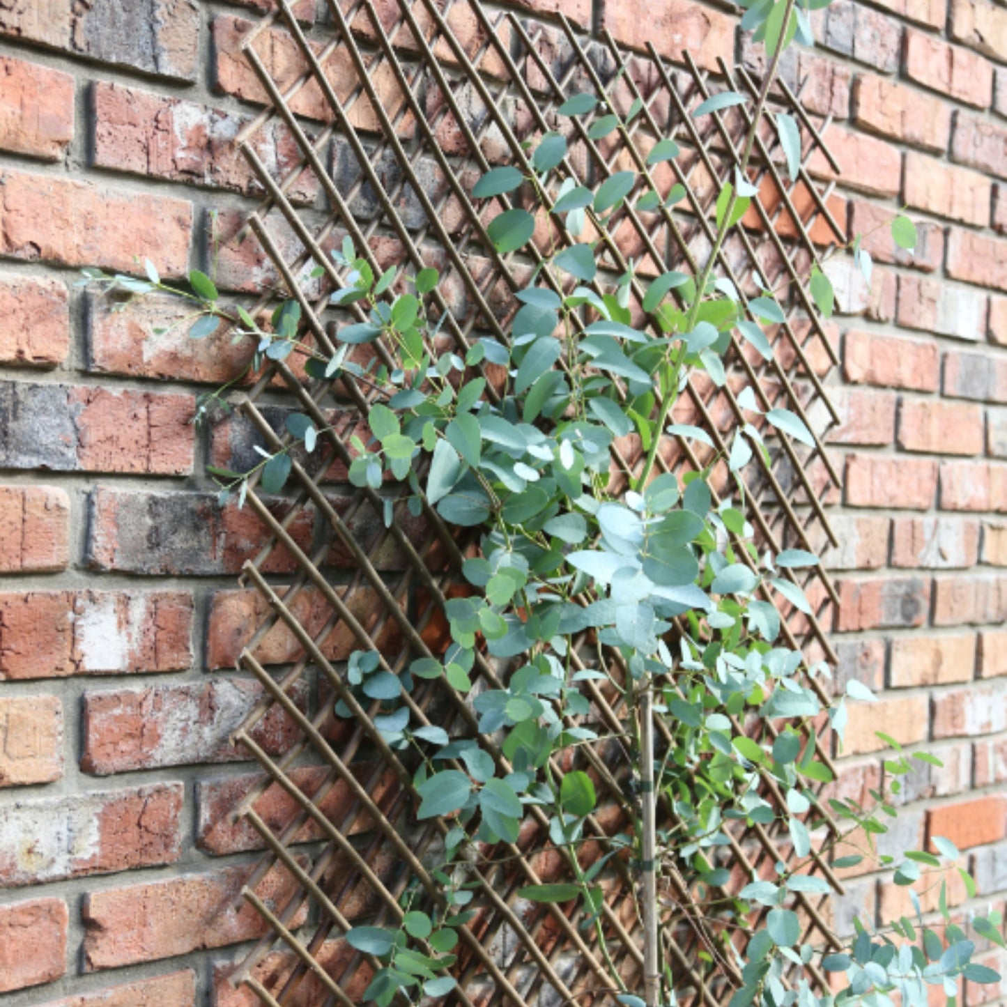 Tom Chambers Expanding Willow Panel Large 180cm x 120cm Garden Flower Rose Trellis Support